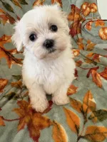 Cassie, a female Maltipoo for sale in Louisburg, NC – 3 of 3