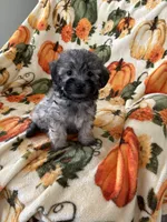 Brandi , a female Maltipoo for sale in Louisburg, NC – 2 of 3