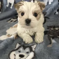 Daisy , a female Morkie for sale in Louisburg, NC – Photo 1 of 2