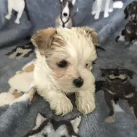 Daisy , a female Morkie for sale in Louisburg, NC – Photo 2 of 2