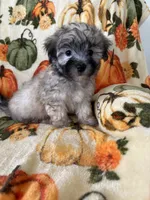 Boomer, a male Maltipoo for sale in Louisburg, NC – 2 of 3