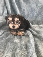 Max, a male Morkie for sale in Louisburg, NC – Photo 2 of 3