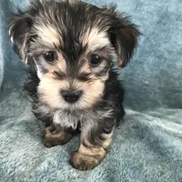 Max, a male Morkie for sale in Louisburg, NC – Photo 1 of 3