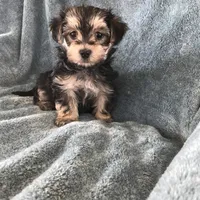 Max, a male Morkie for sale in Louisburg, NC – Photo 3 of 3