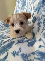 Amber , a female Morkie for sale in Louisburg, NC – 2 of 2