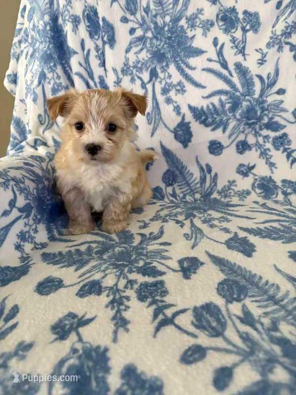 Amber  – Morkie puppy for sale in Louisburg, NC