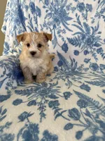 Amber , a female Morkie for sale in Louisburg, NC – 1 of 2