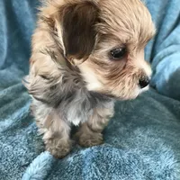 Bailey , a male Morkie for sale in Louisburg, NC – Photo 3 of 3