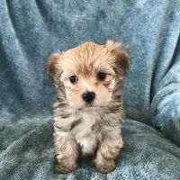 Bailey , a male Morkie for sale in Louisburg, NC – Photo 1 of 3