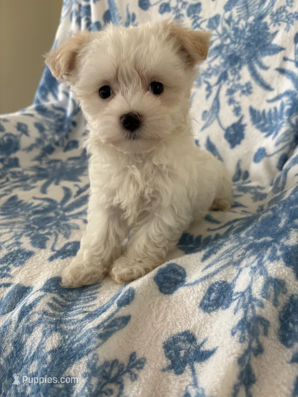 Buttons – Morkie puppy for sale in Louisburg, NC