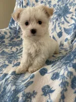 Buttons, a female Morkie for sale in Louisburg, NC – 1 of 3