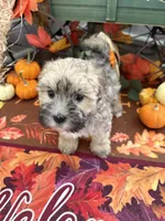 Milo, a male Morkie for sale in Louisburg, NC – 3 of 3