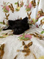 Sabrina , a female Morkie for sale in Louisburg, NC – Photo 2 of 2