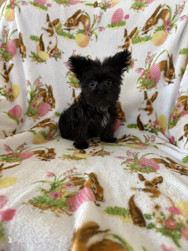 Sabrina  – Morkie puppy for sale in Louisburg, NC