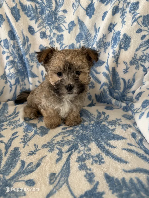 Milo – Morkie puppy for sale in Louisburg, NC