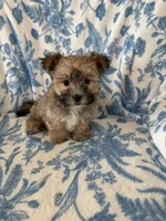 Milo, a male Morkie for sale in Louisburg, NC – 1 of 3