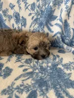 Milo, a male Morkie for sale in Louisburg, NC – 2 of 3