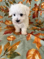 jasper , a male Maltipoo for sale in Louisburg, NC – 2 of 2