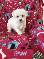 Lily, a female Maltipoo for sale in Louisburg, NC – Photo 3 of 4