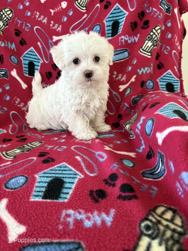 Lily – Maltipoo puppy for sale in Louisburg, NC