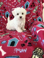 Lily, a female Maltipoo for sale in Louisburg, NC – Photo 1 of 4
