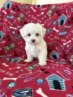 Lily, a female Maltipoo for sale in Louisburg, NC – Photo 2 of 4