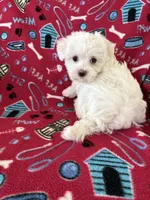 Lily, a female Maltipoo for sale in Louisburg, NC – Photo 4 of 4