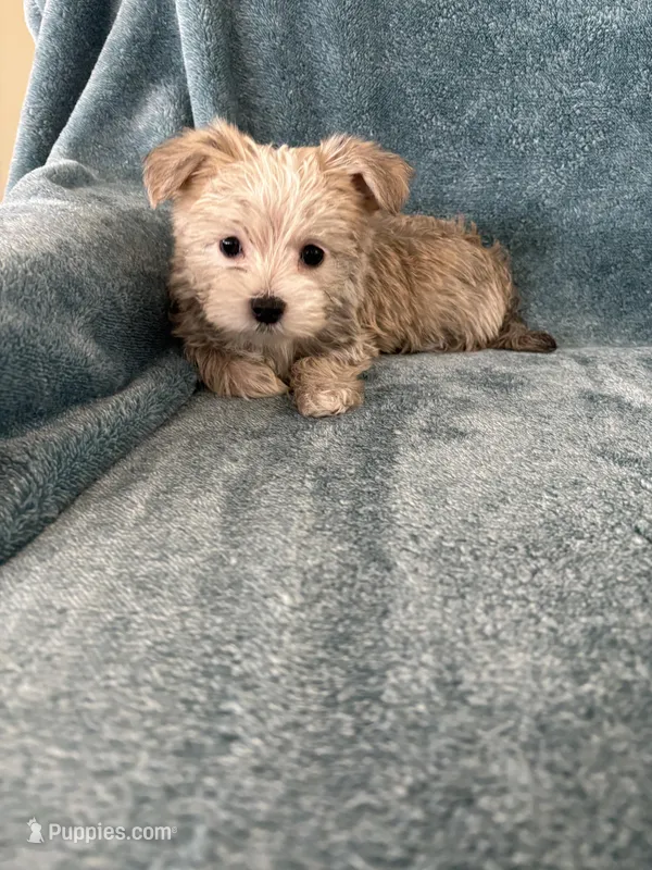 Millie – Morkie puppy for sale in Louisburg, NC