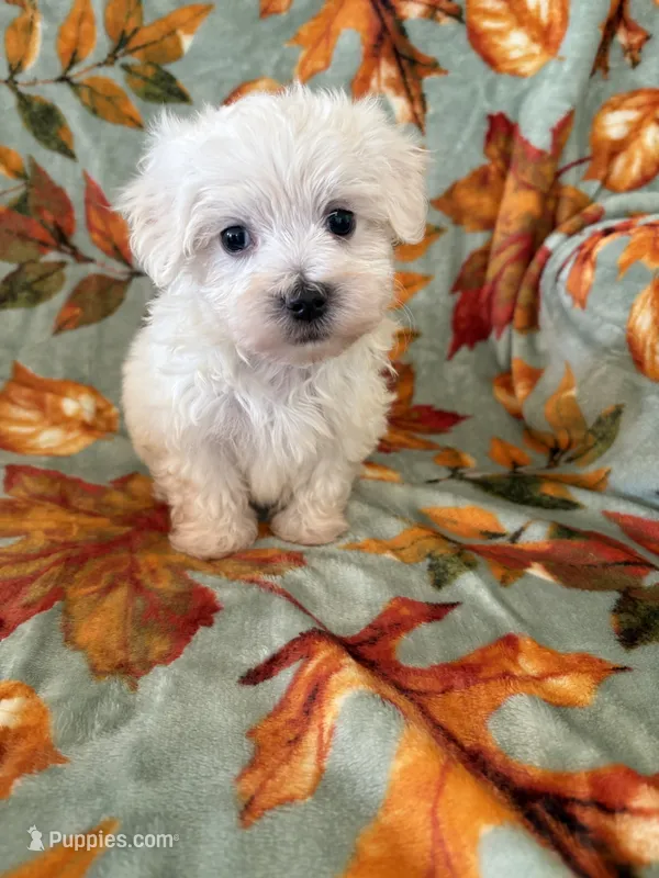 jasper  – Maltipoo puppy for sale in Louisburg, NC