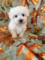 jasper , a male Maltipoo for sale in Louisburg, NC – 1 of 2