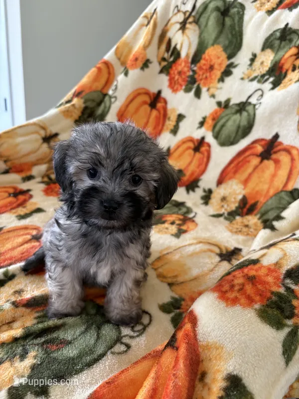 Brandi  – Maltipoo puppy for sale in Louisburg, NC