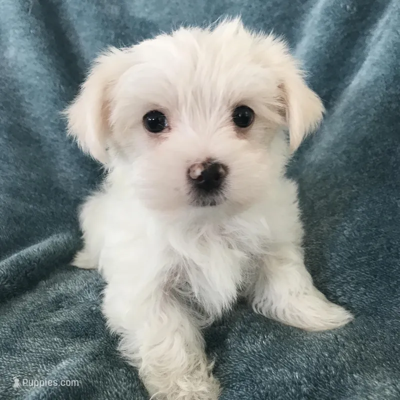 Cloud , a male Morkie for sale in Louisburg, NC – Photo 1 of 1