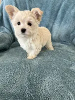 Gracie, a female Morkie for sale in Louisburg, NC – Photo 2 of 4