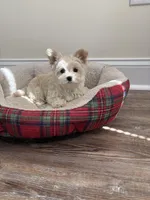 Gracie, a female Morkie for sale in Louisburg, NC – Photo 3 of 4