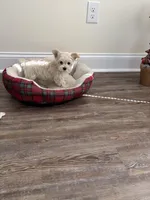 Gracie, a female Morkie for sale in Louisburg, NC – Photo 4 of 4