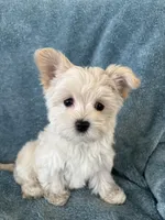 Gracie, a female Morkie for sale in Louisburg, NC – Photo 1 of 4