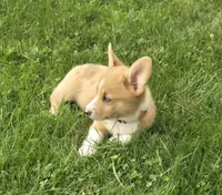 Pink, a female Pembroke Welsh Corgi for sale in Mount Vernon, OH – 2 of 2