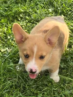 Pink, a female Pembroke Welsh Corgi for sale in Mount Vernon, OH – 1 of 2