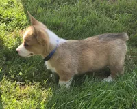 Blue, a male Pembroke Welsh Corgi for sale in Mount Vernon, OH – 2 of 2