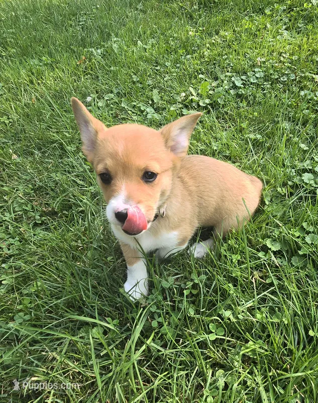 Cream – Pembroke Welsh Corgi puppy for sale in Mount Vernon, OH