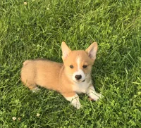 Green, a male Pembroke Welsh Corgi for sale in Mount Vernon, OH – 2 of 2