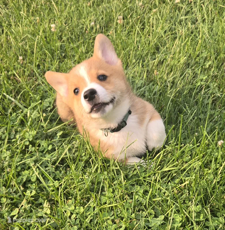 Green – Pembroke Welsh Corgi puppy for sale in Mount Vernon, OH