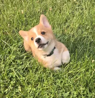 Green, a male Pembroke Welsh Corgi for sale in Mount Vernon, OH – 1 of 2