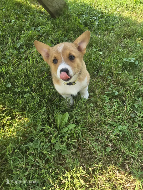 Yellow – Pembroke Welsh Corgi puppy for sale in Mount Vernon, OH