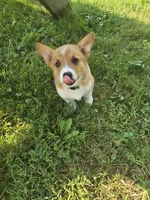 Yellow, a female Pembroke Welsh Corgi for sale in Mount Vernon, OH – 1 of 2