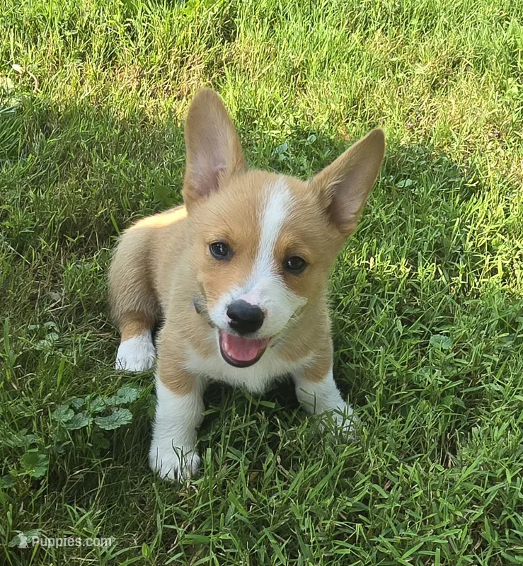 Blue – Pembroke Welsh Corgi puppy for sale in Mount Vernon, OH