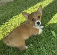 Yellow, a female Pembroke Welsh Corgi for sale in Mount Vernon, OH – 2 of 2