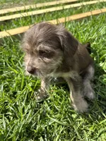 Brownie, a male Chihuahua and Shih Tzu for sale in Orlando, FL – 5 of 5
