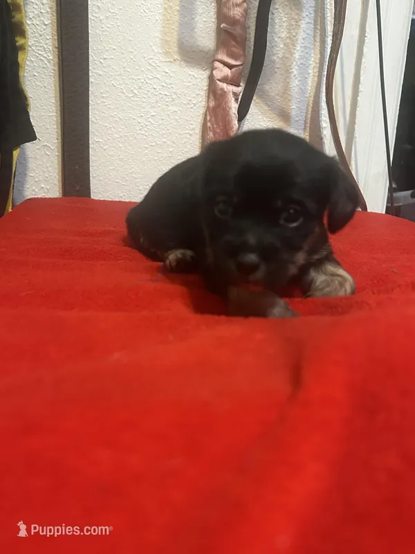 Ash – Chihuahua, Shih Tzu puppy for sale in Orlando, FL