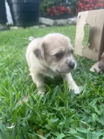 Puppy 3, a male Chihuahua and Shih Tzu for sale in Orlando, FL – 4 of 5